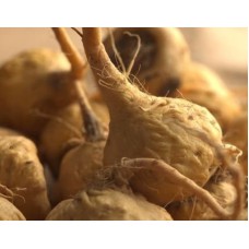 Maca (Lepidium meyenii) - 20x Extract - Starting at € 9,95 per 100 gram